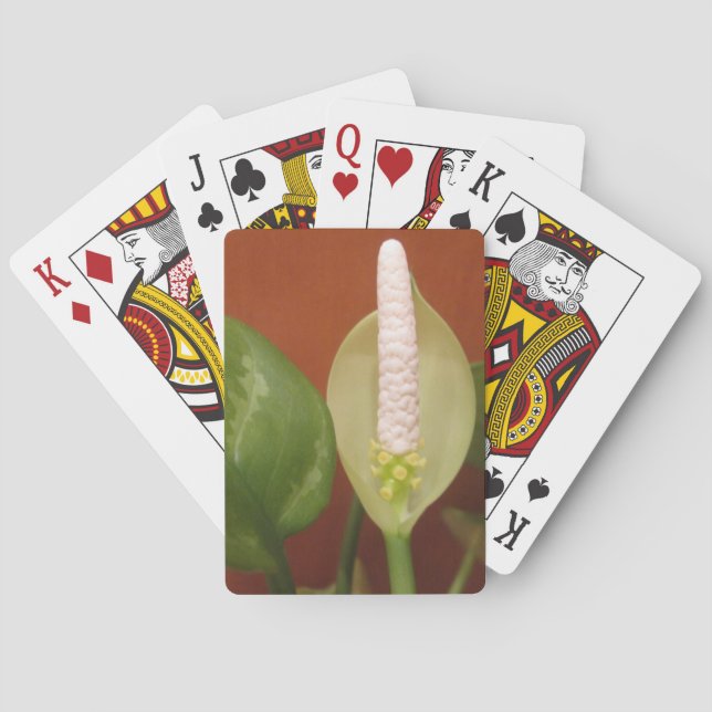 Baraja De Cartas Flor evergreen china (Reverso)