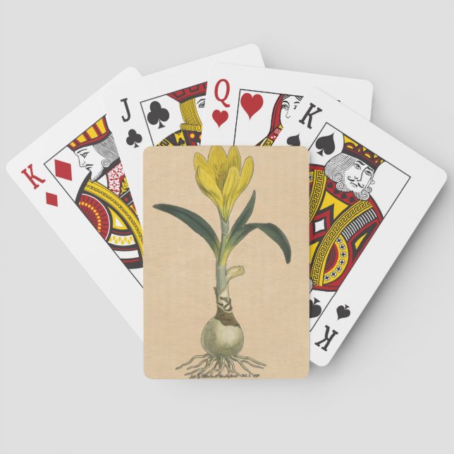 Baraja De Cartas Flor Jardín Botánico Amaryllis Tulip (Reverso)