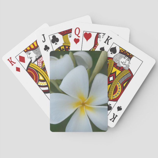 Baraja De Cartas Flor Tropical Blanca De Fiji (Reverso)