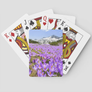 Baraja De Cartas Flores Crocus Pirin Mountain Park Bulgaria