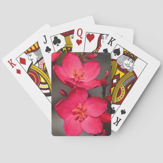 Baraja De Cartas Flores rojas y rosadas tropicales de Fiyi (Reverso)