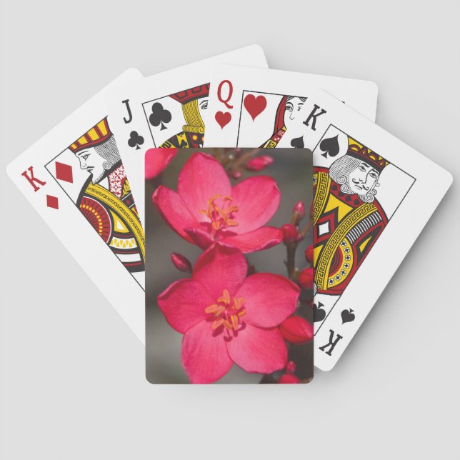Baraja De Cartas Flores rojas y rosadas tropicales de Fiyi (Reverso)
