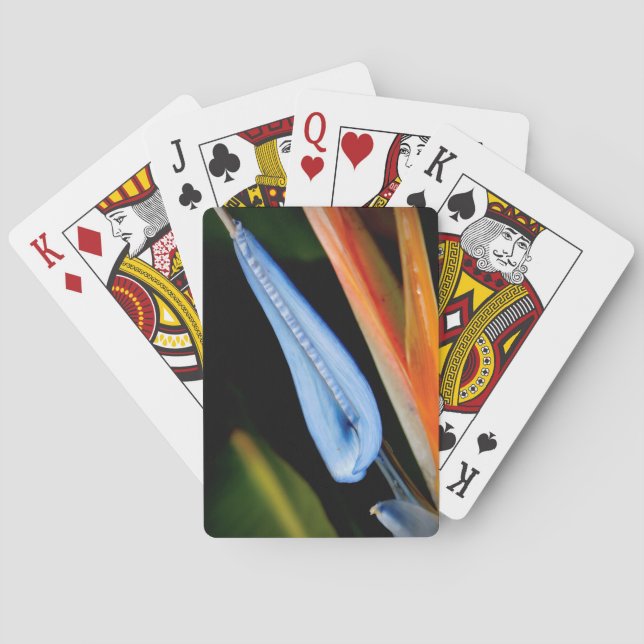 Baraja De Cartas Foto de Ave del Paraíso (Reverso)