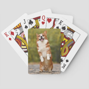 Baraja De Cartas Foto de cachorro corgi feliz de pie
