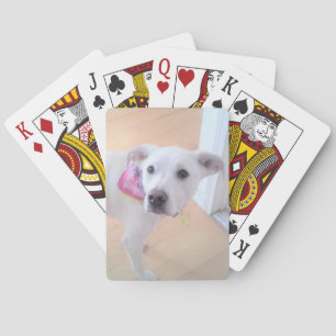 Baraja De Cartas Foto de Cara de Perro Blanco y Dulce