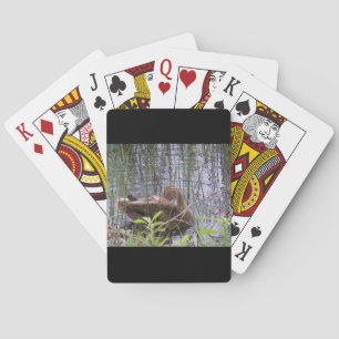 Baraja De Cartas Foto de cierre de un pato