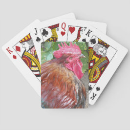Baraja De Cartas Foto de gallo rojo