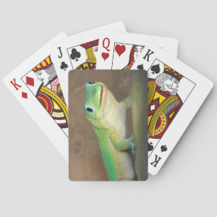 Baraja De Cartas Foto de Gecko del Día del Polvo Oro