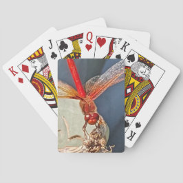 Baraja De Cartas Foto de la naturaleza de la libélula roja de Meado