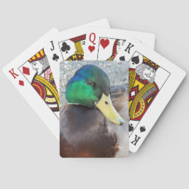 Baraja De Cartas Foto de Male Mallard Duck