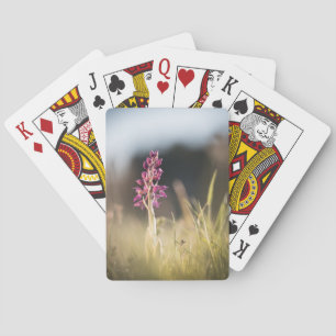 Baraja De Cartas Foto de naturaleza de orquídeas silvestres