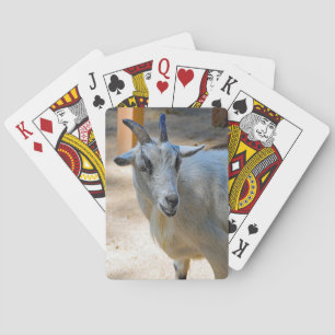 Baraja De Cartas Foto de una cabra blanca