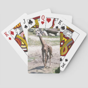 Baraja De Cartas Foto de una jirafa bebé caminando por la naturalez
