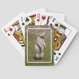 Baraja De Cartas Foto de vida silvestre de perro de la pradera de c