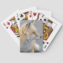 Baraja De Cartas Foto de vida silvestre Red Fox