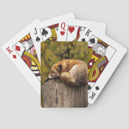 Baraja De Cartas Foto de zorro dormido