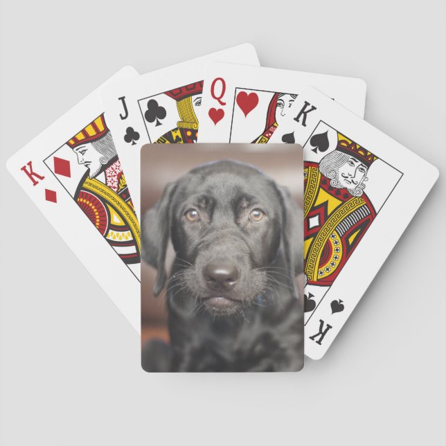 Baraja De Cartas Foto negra del perro de perrito del labrador (Reverso)