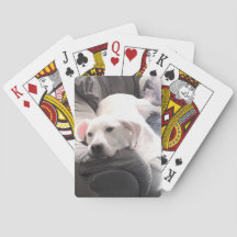 Foto: Perro blanco perezoso cuelga en el sofá