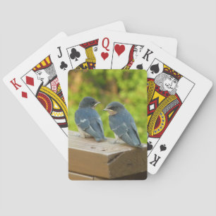 Baraja De Cartas Fotografía de aves de la naturaleza golondrinas de