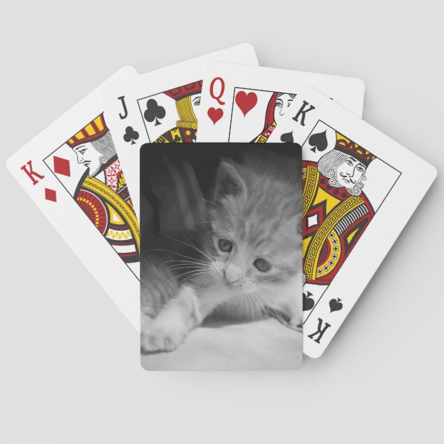 Baraja De Cartas Fotografía de Gatito Blanco y Negro (Reverso)