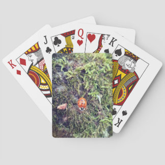 Baraja De Cartas Fotografía de mariquita en musgo