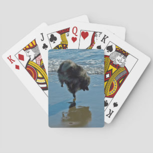 Baraja De Cartas Fotografía del Ballet Keeshond - Arte de Perro Ori