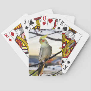 Baraja De Cartas Fotografía del perfil del Cockatiel