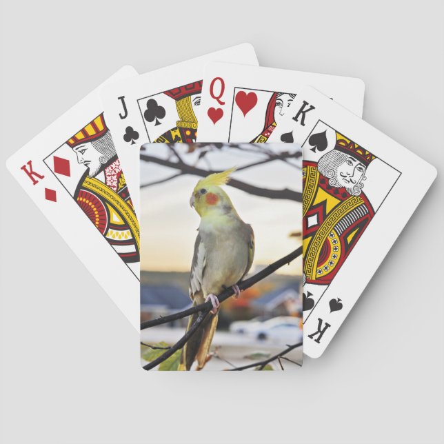 Baraja De Cartas Fotografía del perfil del Cockatiel (Reverso)