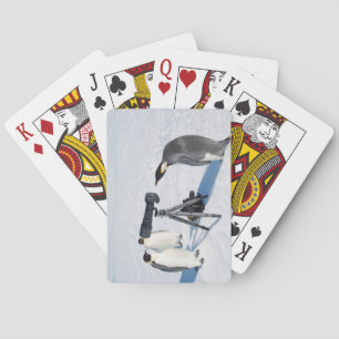 Baraja De Cartas Fotógrafo del pingüino de emperador