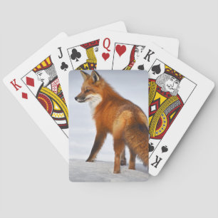 Baraja De Cartas Fox roja en nieve de invierno
