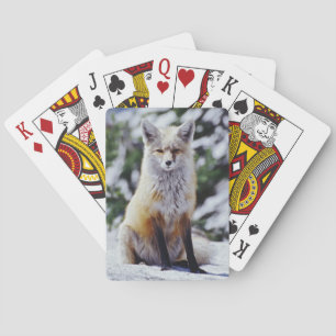 Baraja De Cartas Fox roja sentada en la orilla de la nieve, Vulpes,