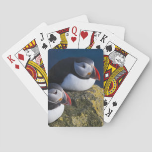 Baraja De Cartas Frailecillo atlántico (Fratercula arctica) 7