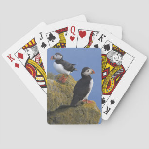 Baraja De Cartas Frailecillos atlánticos (Fratercula arctica) en ac