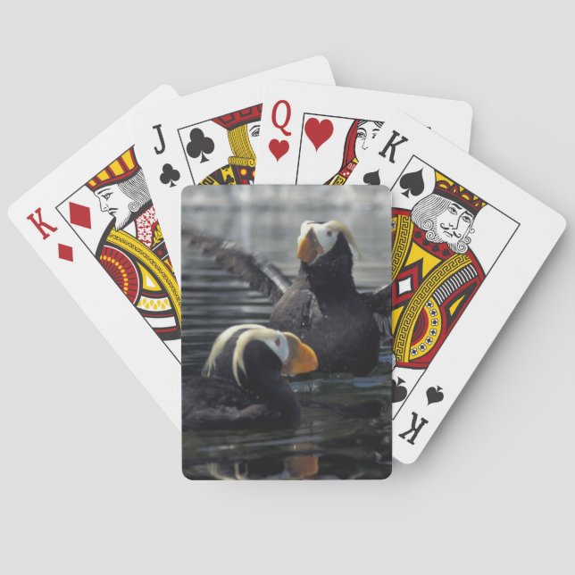 Baraja De Cartas frailecillos moñudos de Alaska (Reverso)
