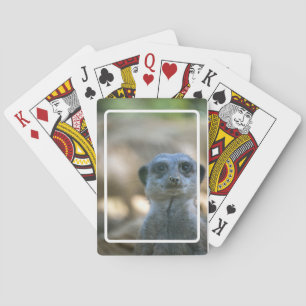 Baraja De Cartas Funny Meerkat