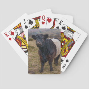 Baraja De Cartas Galloway alzado la voz orgulloso de Dartmoor Farml