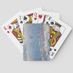 Baraja De Cartas Gansos de nieve durante la migración de primavera