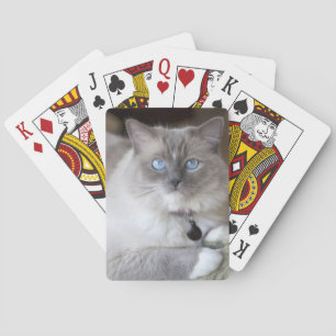 Baraja De Cartas Gata Ragdoll hembra