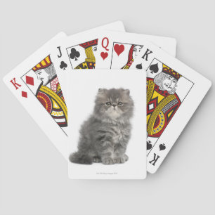 Baraja De Cartas Gatito persa (2 meses) sentado
