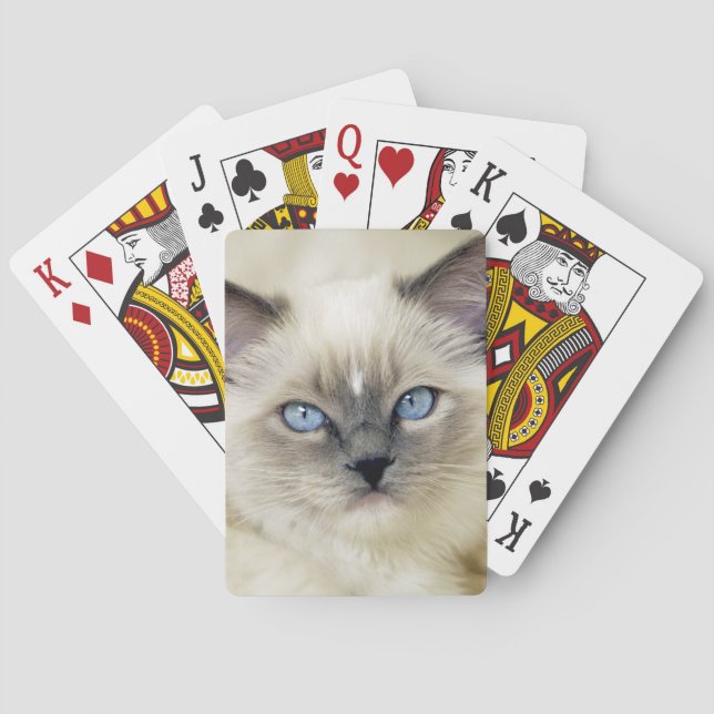 Baraja De Cartas Gatito Ragdoll (Reverso)
