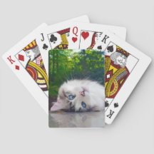 Gato bizco