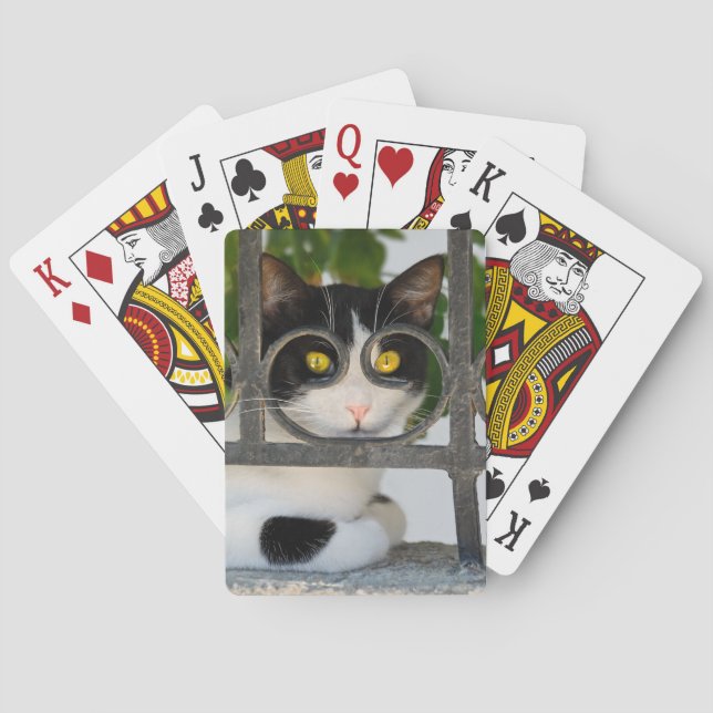 Baraja De Cartas Gato curioso con espectáculos Fotografía divertida (Reverso)