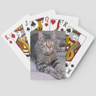 Baraja De Cartas Gato de Tabby Marrón al aire libre