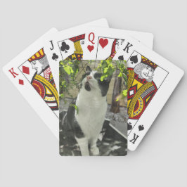 Baraja De Cartas Gato de Tuxedo