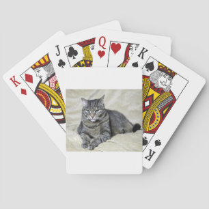 Baraja De Cartas Gato Hermoso Acostado