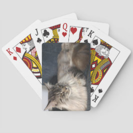 Baraja De Cartas Gato Maine Coon