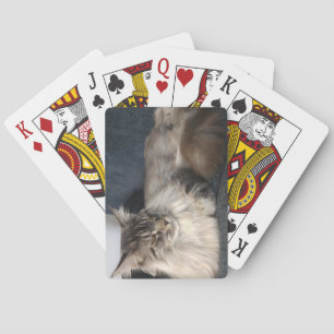 Baraja De Cartas Gato Maine Coon