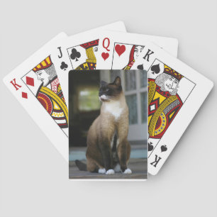 Baraja De Cartas Gato siamés en el corredor