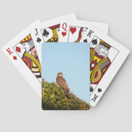 Baraja De Cartas Gavilán