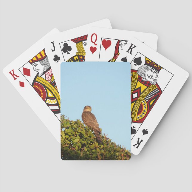 Baraja De Cartas Gavilán (Reverso)